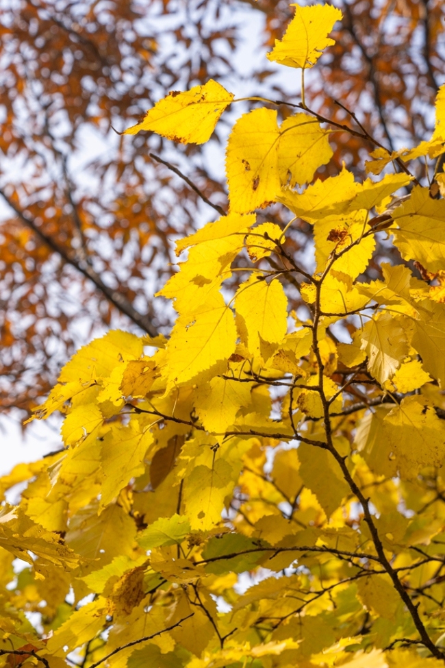 “瞰見(jiàn)秦嶺 詩(shī)畫(huà)終南”媒體景區(qū)行活動(dòng) 邂逅南五臺(tái)秋韻