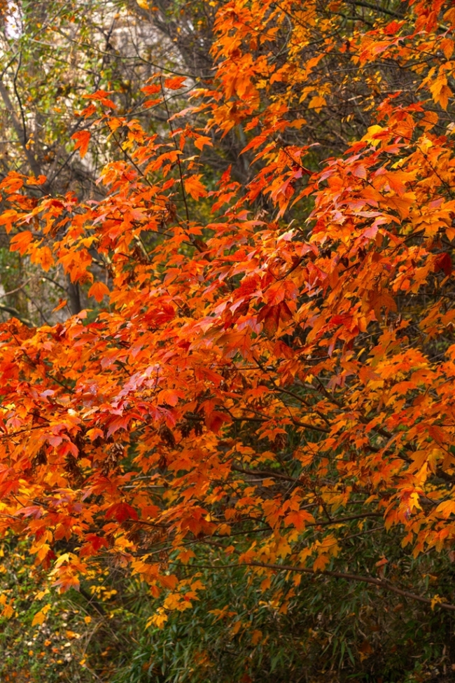 “瞰見(jiàn)秦嶺 詩(shī)畫(huà)終南”媒體景區(qū)行活動(dòng) 邂逅南五臺(tái)秋韻